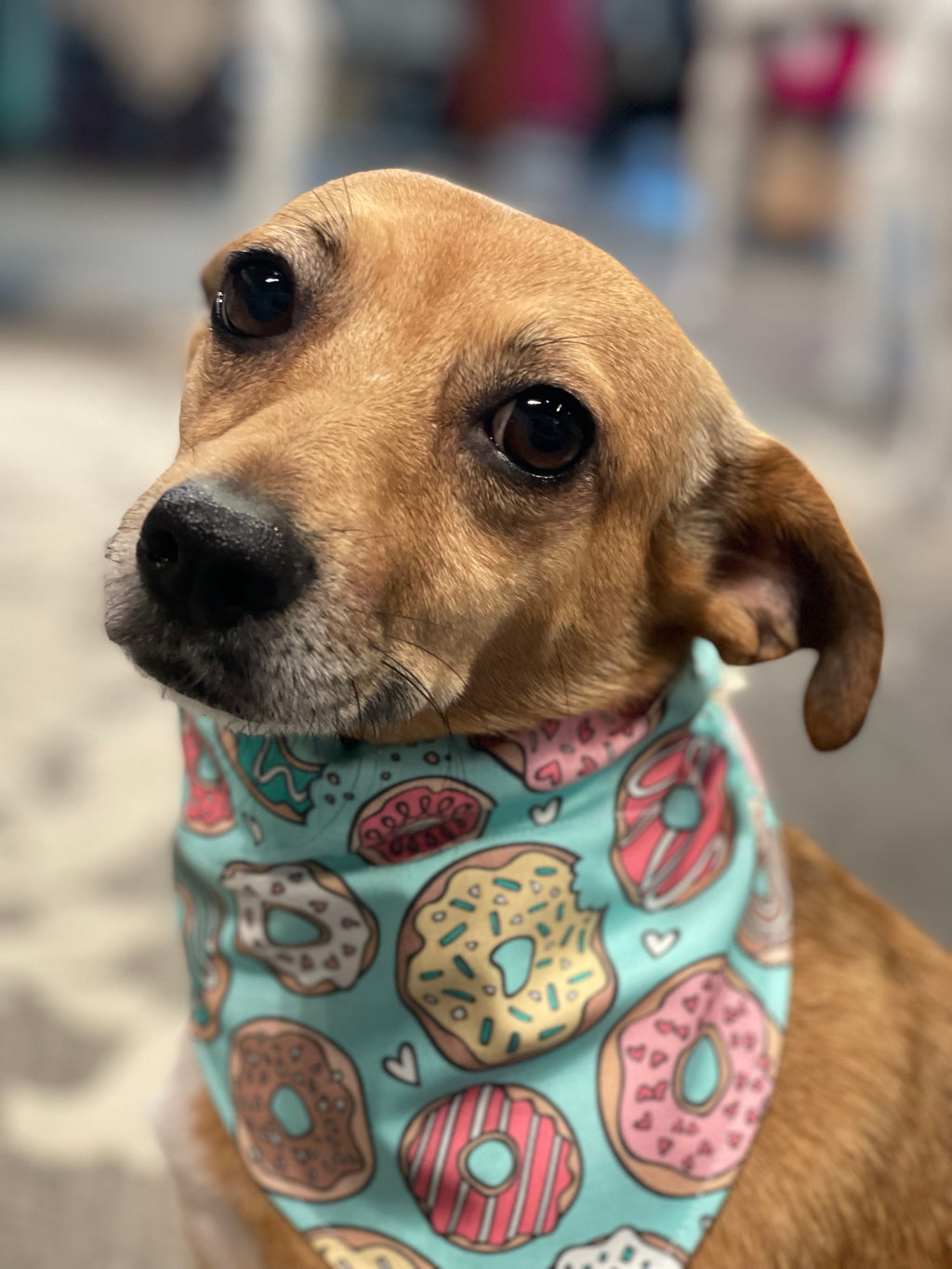 COFFEE & DONUTS BANDANNA